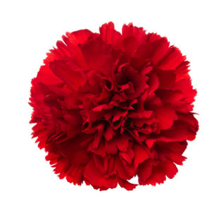 Red flower on a white background.
